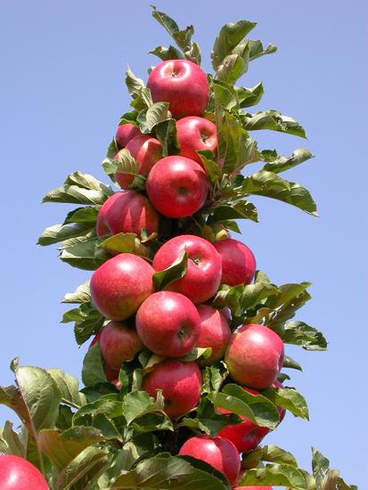 עצי תפוח בצורת קולון של מגוון